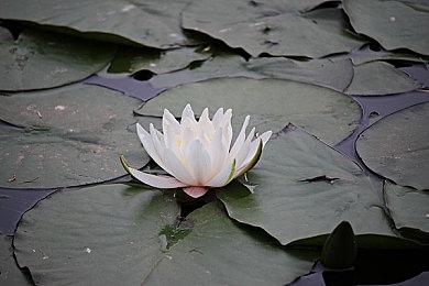 V社疑似在测试Steam新系统 将整治游戏评论乱象